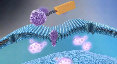 細胞膜小鼠脾臟細胞膜包覆納米載體 Splenicimmunecellmembraneinmice