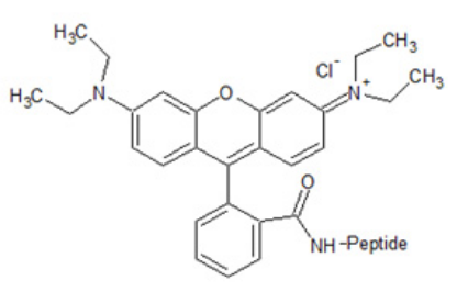 Rhodamine B (羧基四甲基羅丹明B)