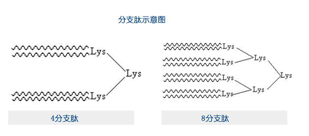 多重抗原肽（Multiple-Antigen peptide, MAP）