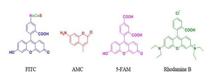 FITC&AMC等熒光標記技術（技術特點的分析）