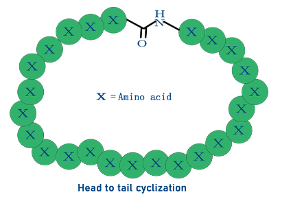 酰胺鍵-多肽首尾成環