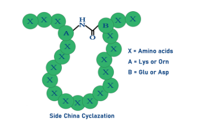 酰胺鍵-多肽側鏈成環