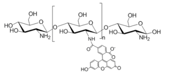 綠色熒光素標記殼聚糖