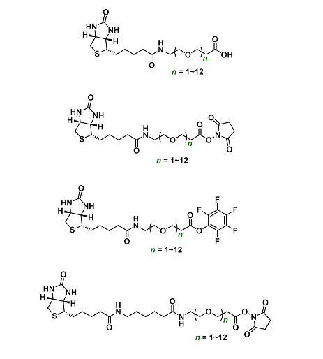 基于生物素的定制合成技術(shù)