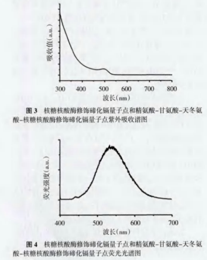 RNaseA-CdTe