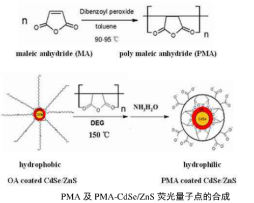 聚馬來酸酐修飾水溶性CdSe/ZnS熒光量子點