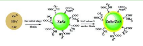 巰基修飾CdSe/ZnS量子點