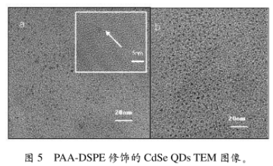 PAA-DSPE修飾CdSe硒化鎘量子點