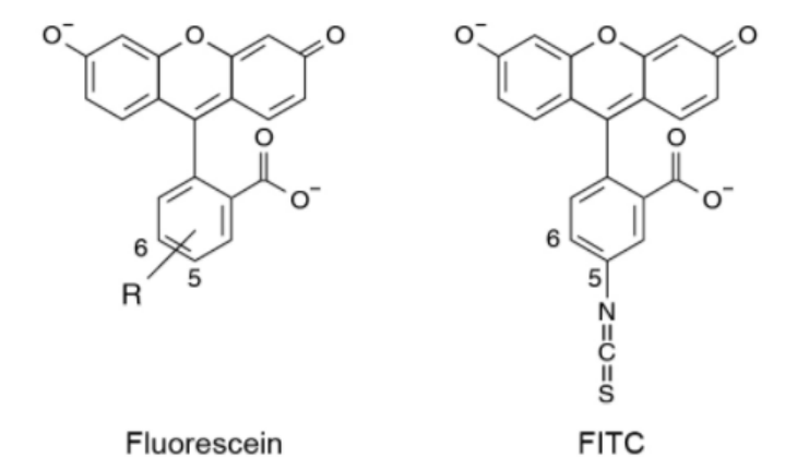 異硫氰酸熒光素（FITC）標記