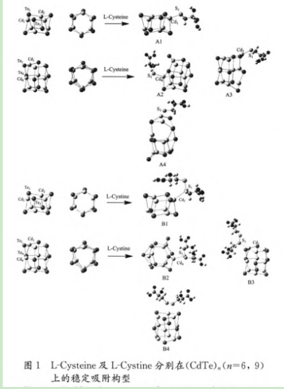 L-半胱氨酸-CdS量子點