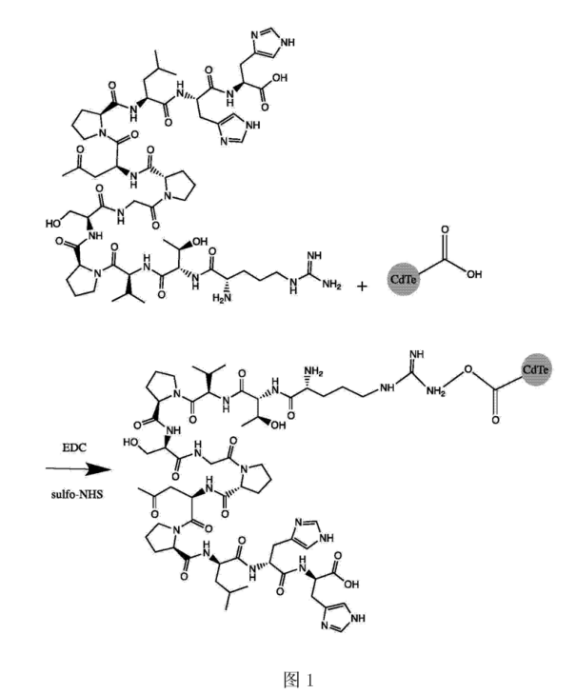 CLV3十二肽修飾CdTe量子點