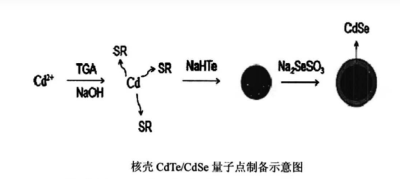 水溶性CdSeTe/ZnS量子點