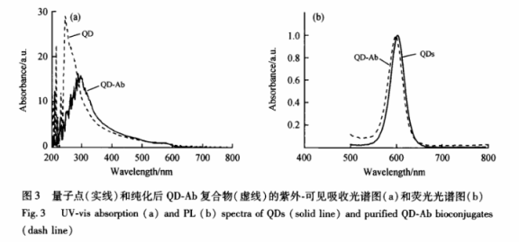 抗體偶聯鎘化硒CdSe量子點