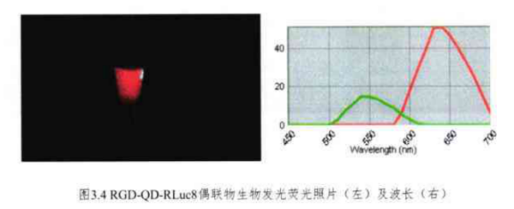 RGD-CdTeQD-RLuc8 