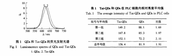 CdTe量子點(diǎn)共價(jià)偶聯(lián)多肽Tat