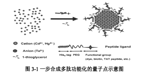 cRGD多肽偶聯(lián)ZCIS/ZnS量子點