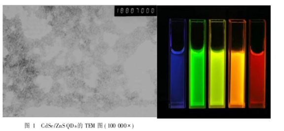 CdTe/CdS核/殼量子點