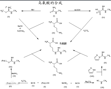 海藻酸鈉-聚乙二醇-聚鳥氨酸