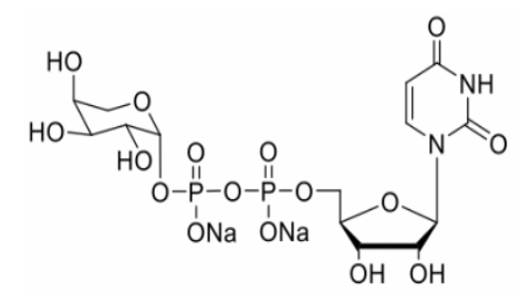 UDP-b-L-arabinose