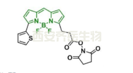 cas:150173-73-2，BDP 558/568 NHS ester